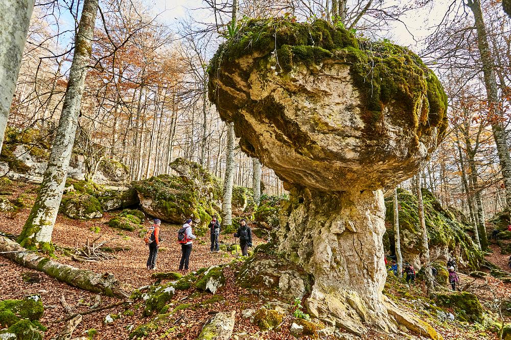 Hayedo encantado de la Sierra de Urbasa con rocas cubiertas de musgo