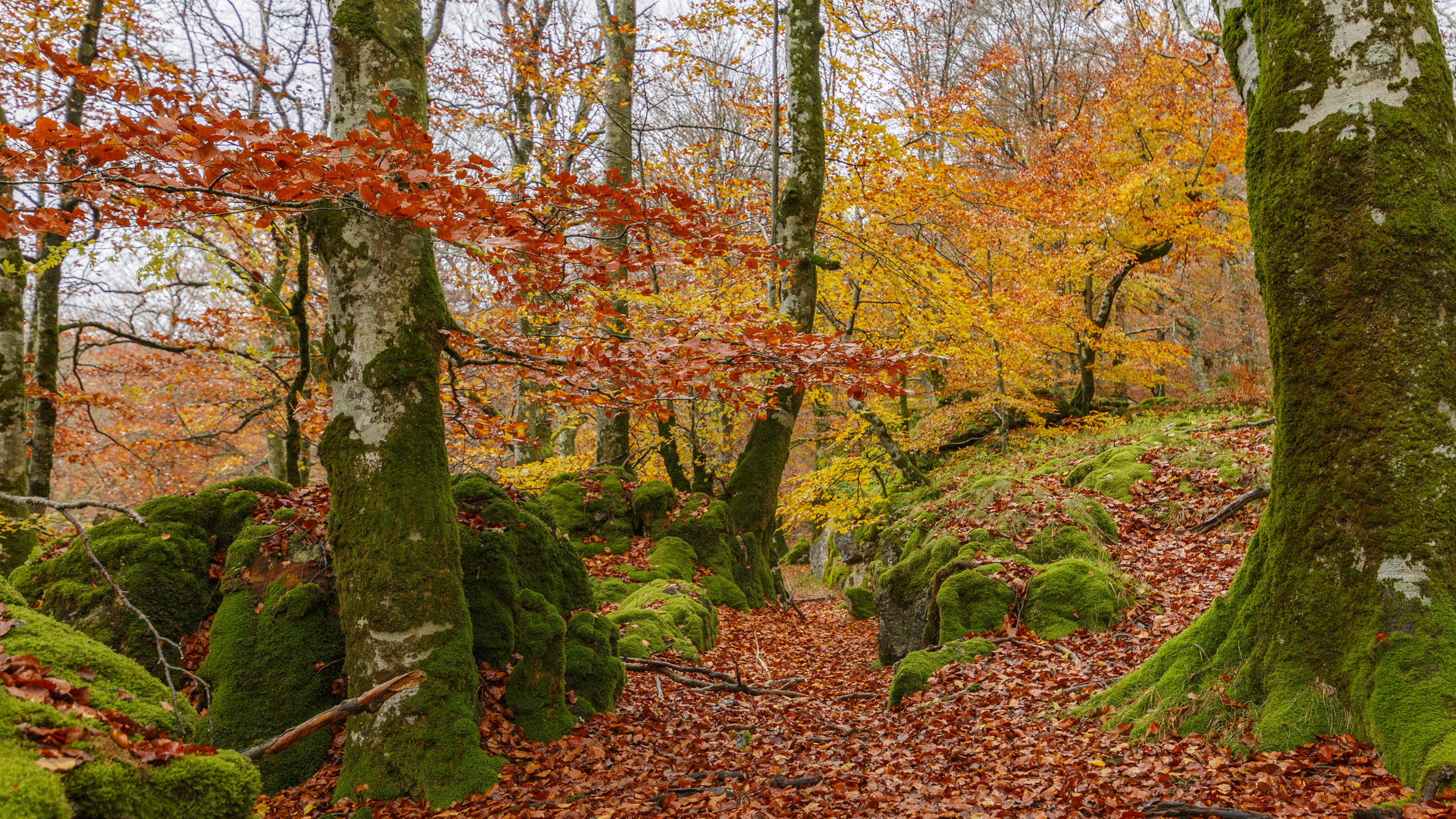 Hayedo otoñal de la Sierra de Urbasa, Navarra
