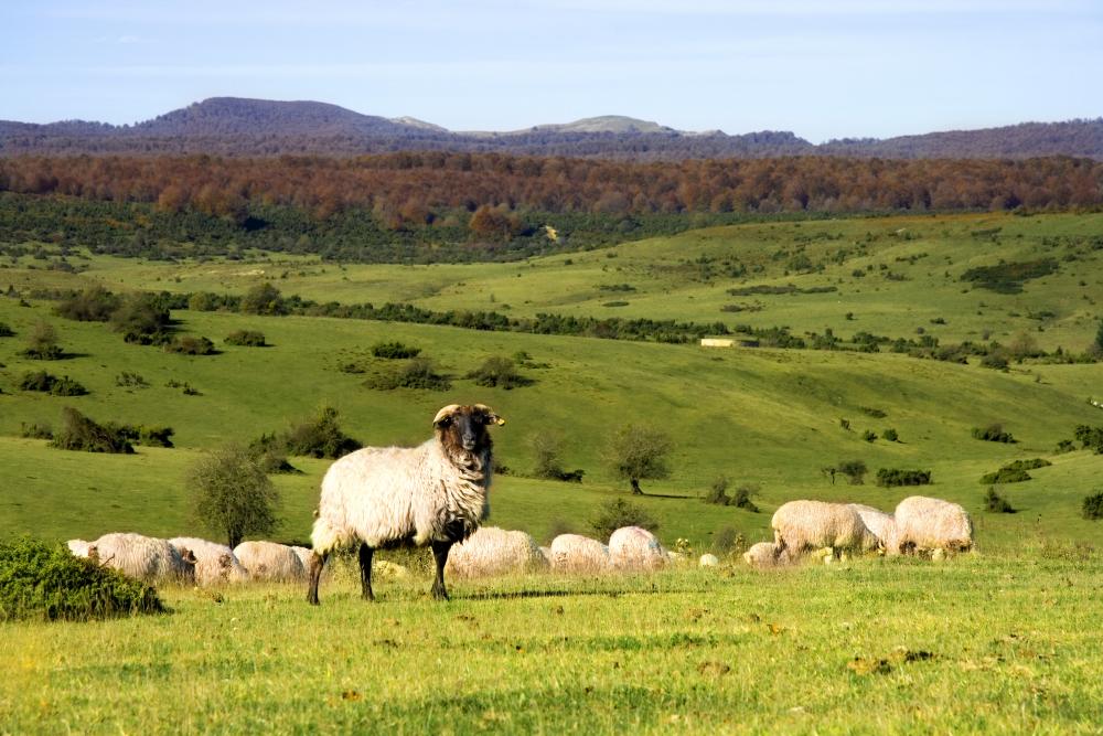 Rebaño de ovejas latxas en la sierra de Urbasa, Navarra